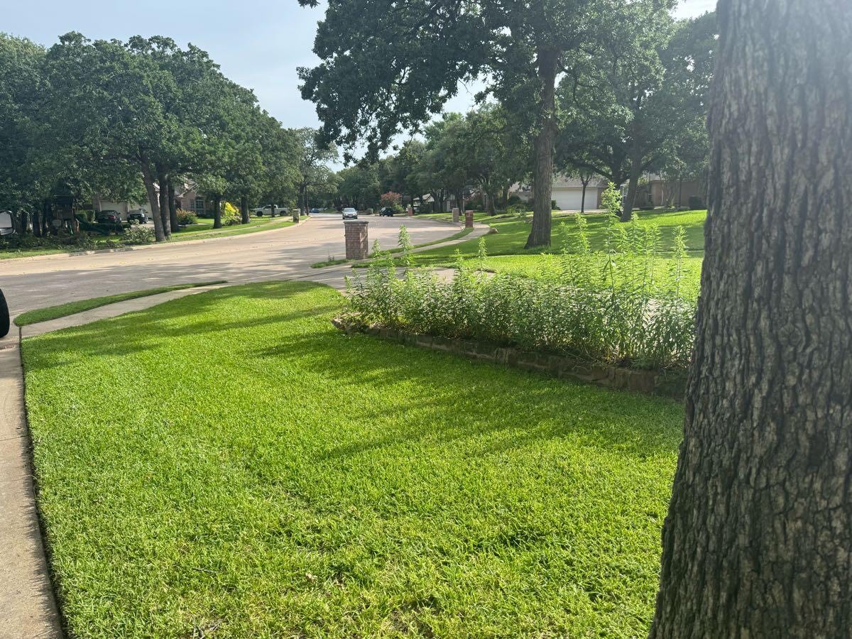 Professional front yard lawn care